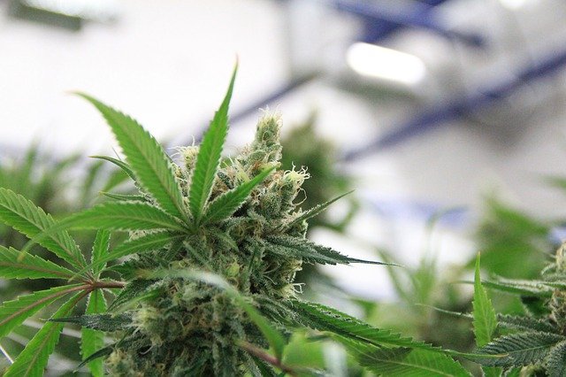 CBN: Benefits, Uses, and How It Differs from CBD & THC